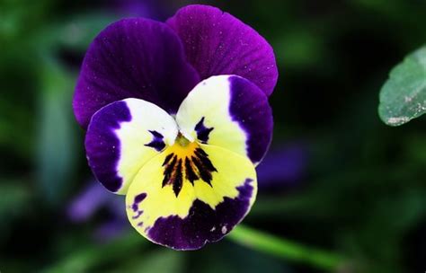 Stock Photo Beautiful Pansy Flowers 07 Free Download