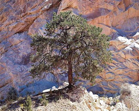 Pinyon Pine And Desert Wall Christopher Burkett