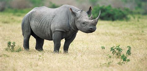 10 African Animal Species That Could Soon Become Extinct Page 4 Of 11