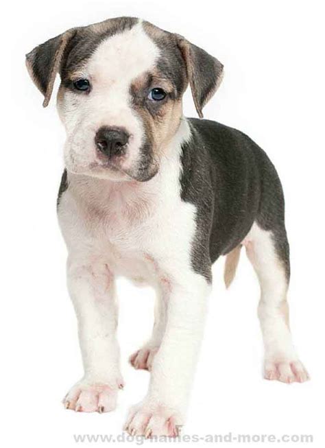 If you are looking for celebrity or famous dogs names like beethoven the saint bernard from the beethoven movies or you need to search our list of male or female dog names, keep looking! Male Dog Names: Top Ideas For The Popular Boy Puppy