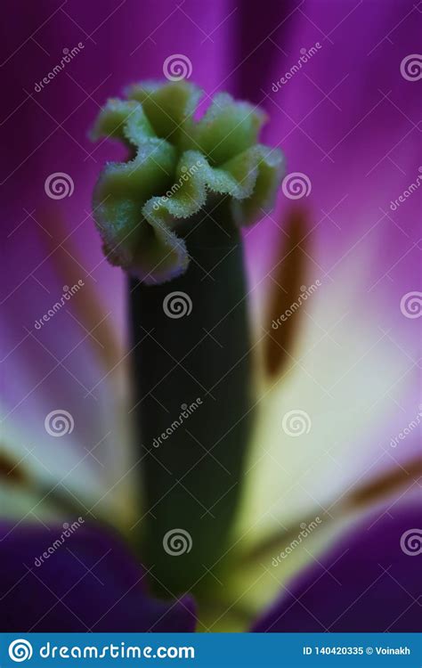 Tulip Flower Close Up Beautiful Macro Stock Image Image Of Flora