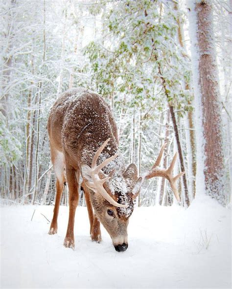 Deer Winter Scene Animals Beautiful Cute Animals Amazing Nature