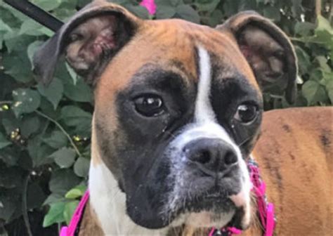 All available dogs are physically and medically ready for adoption, and have the temperament to be fine pets. Available Dogs - Boxer Rescue Angels of Florida