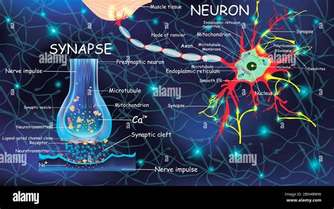 Anatomía Neurona Y Sinapsis Señalización En El Cerebro Células