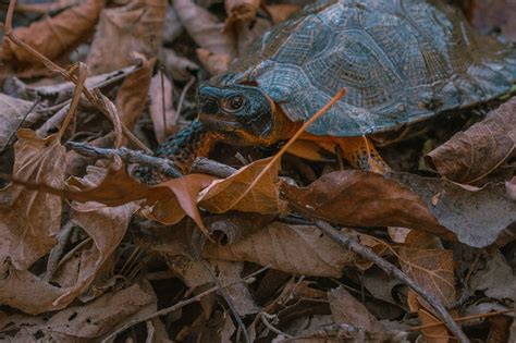 Meet The Researchers Working To Save Wood Turtles Smithsonians