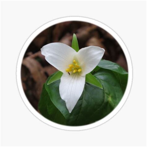 Trillium The Trinty Flower Sticker For Sale By Vanoudenhaegen