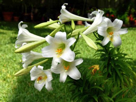 Lilium Longiflorum Easter Lily World Of Flowering Plants