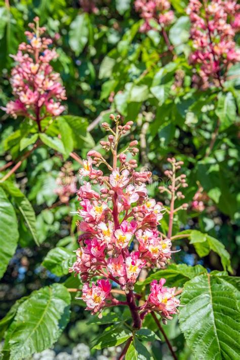 Red Horse Chestnut Tree Flowers Stock Photos Download