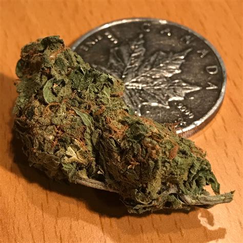 G13 A Legendary Strain A Friend Dropped Some Off And Shortly