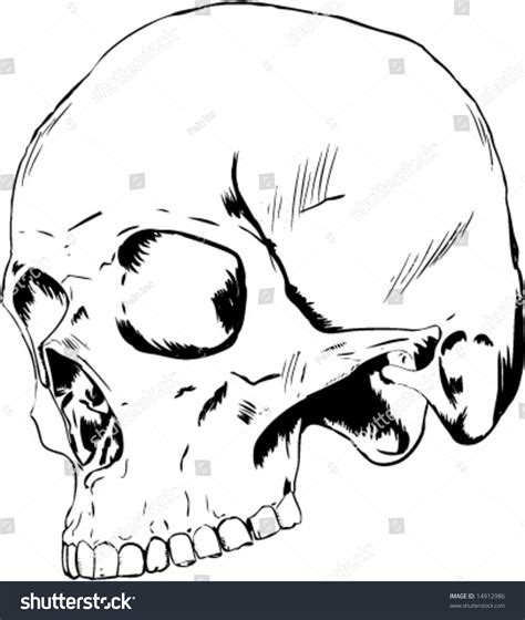 Human Skull 34 View Stock Vector Illustration 14912986 Shutterstock