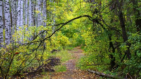 Path In The Autumn Birch Forest Wallpapers And Images Wallpapers