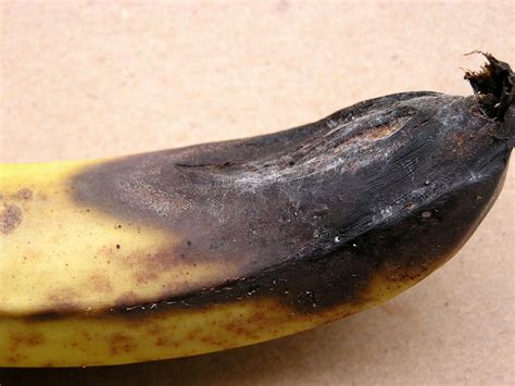 Flickriver Photoset Banana Anthracnose By Plant Pests And Diseases