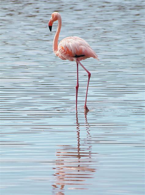 Flamingo In Water With Reflection Photograph By Photography By Jessie