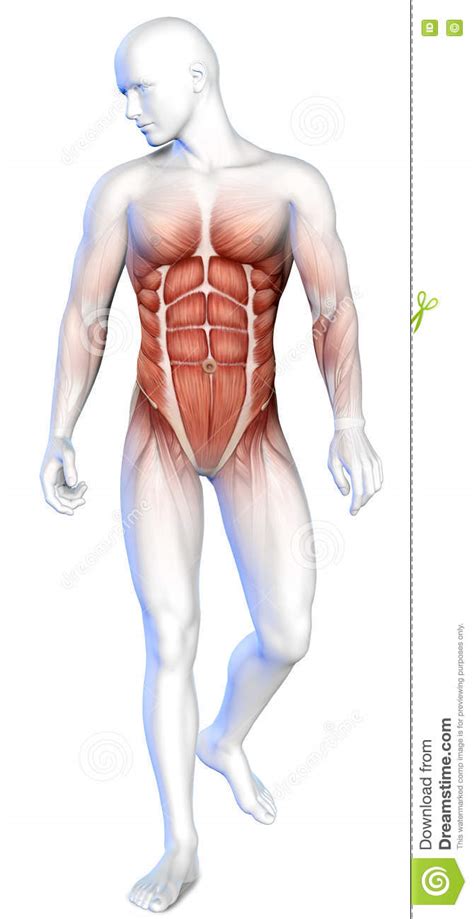 Anatomia Del Corpo Maschio D Illustrazione Di Stock Illustrazione Di
