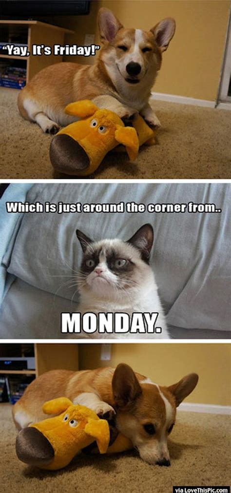 Check spelling or type a new query. Grump Cat Ruins Friday | Grump cat, Funny grumpy cat memes ...