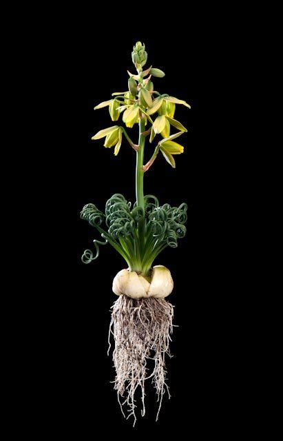 Maybe you would like to learn more about one of these? Albuca spiralis 'Frizzle Sizzle' - sun to part shade ...
