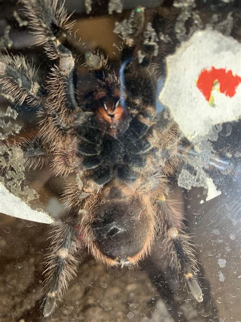 Sex My Chaco Golden Knee Molt Pictures Included Any Resources For Sexing Info Would Help Too