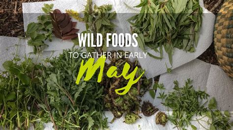 Didn't know what to expect really, and it is superb!!! Northwest Foraging - Wild Foods to Gather in Early May ...
