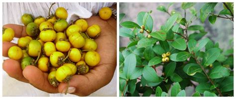 11 Frutas Do Cerrado Que Todo Brasileiro Deveria Conhecer