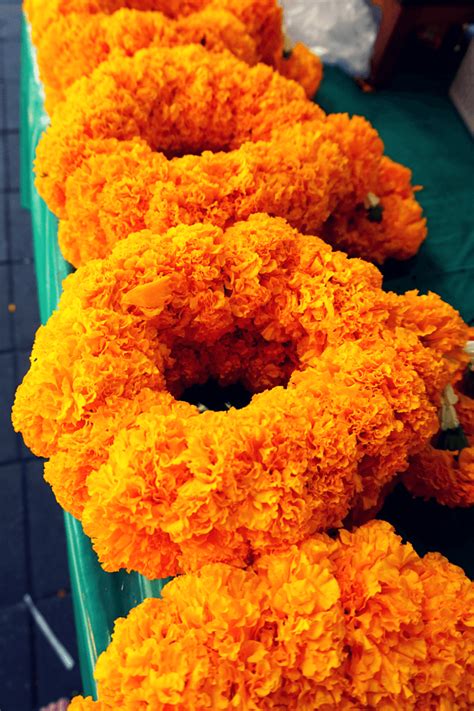 Plant in full sun, with well draining soil and this lively bloom will make itself right at home! Pak Khlong Talat: The Largest Bangkok Flower Market ...