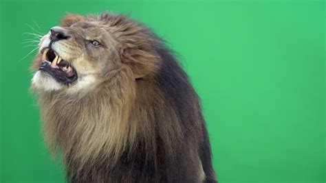 All of our content is 100% royalty free and worry free, so you can work faster than ever knowing you're always covered. Green Screen Stock Footage Video | Shutterstock