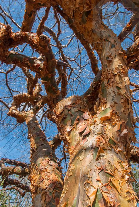 Check out tripadvisor members' 706 candid photos and videos of landmarks, hotels, and attractions in juazeiro. Caule da árvore Imburana (Commiphora leptophloeos) na ...
