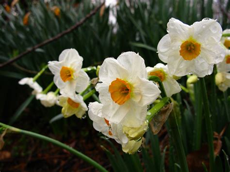 Filespring Flower Bouquet Daffodil West Virginia Forestwander