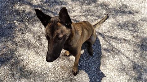 Old all black belgian malinois/dutch shepherd from a breeder in co. King Cobra the 6 months old female Belgian Malinois ...