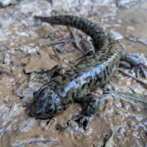 Salamander Species In Colorado ID Pics Pond Informer