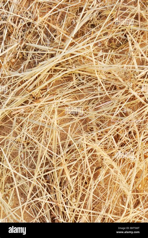 Detail Of Dry Grass Hay Background From Above Stock Photo Alamy