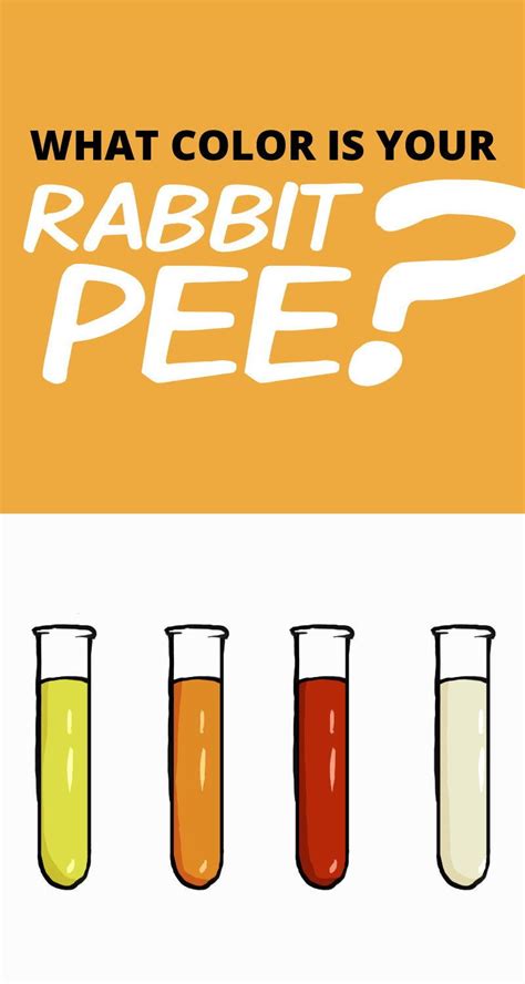 Rabbit Urine What Pee Tells You About A Rabbits Health Rabbit Urine What Pee Tells You About A