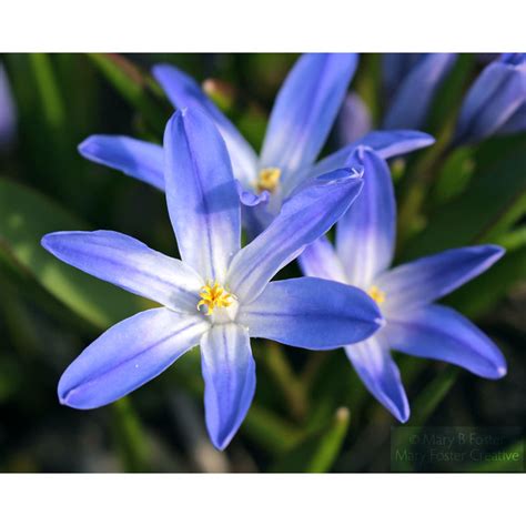 In this video i try to explain the reason why some cameras cannot render purple/violet hues correctly. Green, Blue, Purple Flowers Collection - Mary Foster Creative