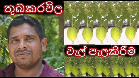 තුබකරවිල වැල් පැල කිරිම Planting Of Thubakarawila Vines Thuba Karawila