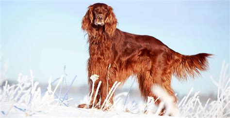 Irish Setter Dog Breed Information The Ultimate Guide