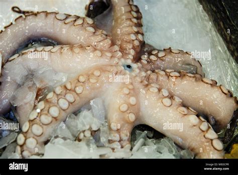 Fresh Octopus Closeup On Display In Fish Department Stock Photo Alamy
