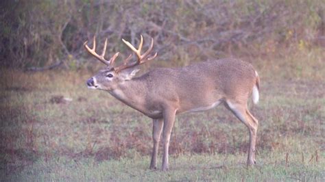 Bow Hunting King Ranch Plus How To Field Dress A Deer