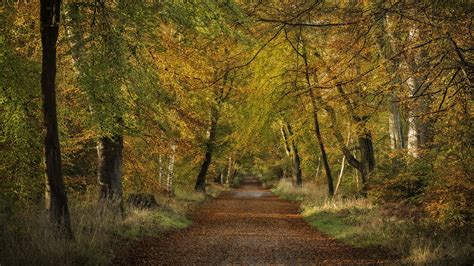 Photo Autumn Nature Roads Forest Trees 1920x1080