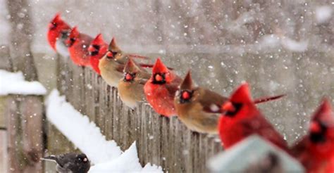 The 20 Best Winter Bird Photos Ever