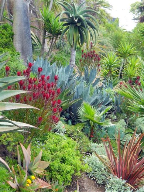 A selection of drought resistance plants available from our nurseries, including. drought tolerant, but tropical looking | Mediterranean ...
