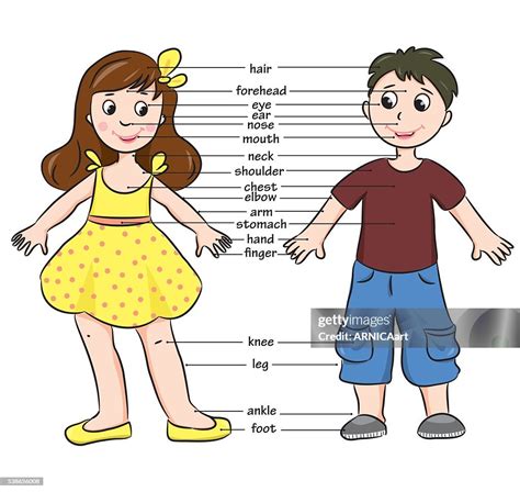 Cartoon Child Vocabulary Of Body Parts High Res Vector Graphic Getty