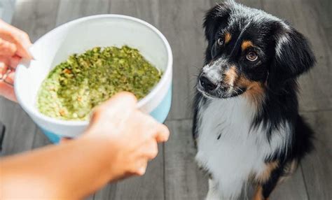 In addition, these conditions may make it difficult for the dog to excrete excess sodium fed in. 7 Best Low Sodium Dog Food 2020 Updated - Pet Life World