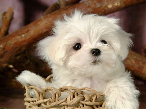 Cute Puppy Puppies Wallpaper 15813268 Fanpop