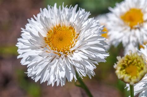 How To Grow And Care For The Shasta Daisy