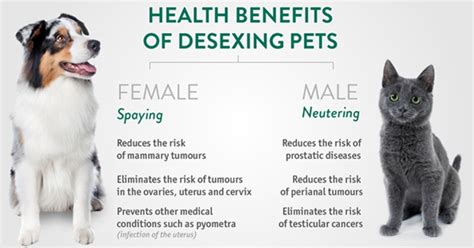 Why You Should Desex Your Pet Vetkind Pty Ltd