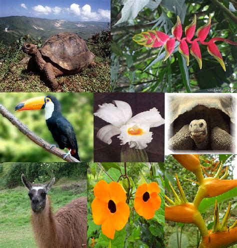 Flora Y Fauna De Ecuador Images And Photos Finder