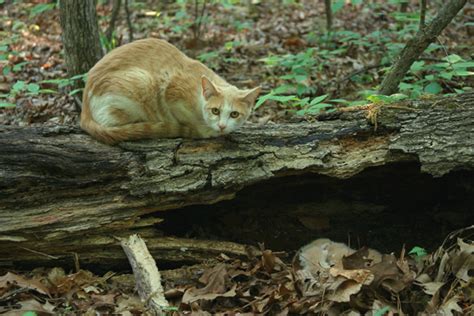 I Cant Keep My Cats Should I Release Them Into The Woods Catster