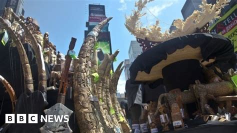 Illegal Ivory Crushed In New Yorks Times Square Bbc News