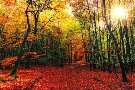 The Best Places To See Autumn Leaves In Victoria Beat Magazine