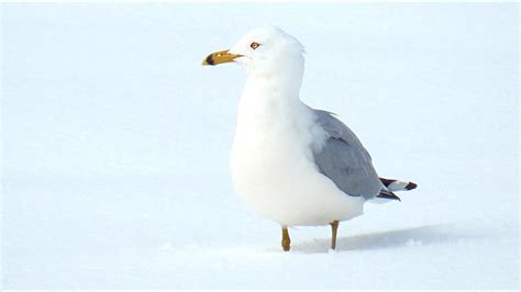 Goéland Dans La Neige Cri Ring Billed Gull In The Snow Call Youtube