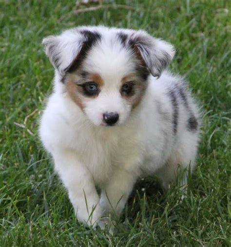 Shetland sheepdog puppies for sale. Pin on Toy shelties puppys for sale